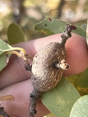 Andricus chrysolepidicola