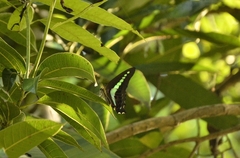 Graphium teredon