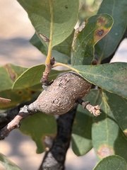 Andricus chrysolepidicola