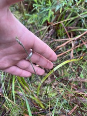 Thelymitra pauciflora