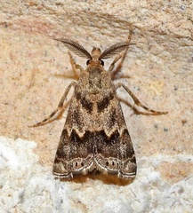 Prionapteryx indentella