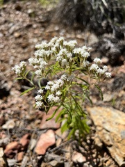 Stevia