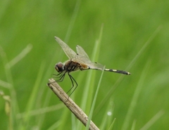 Trithemis pallidinervis