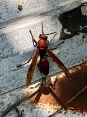 Polistes gigas