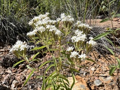 Stevia