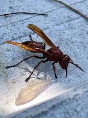 Polistes gigas