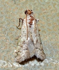 Cacotherapia flexilinealis