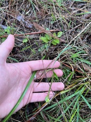 Burchardia umbellata