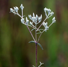 Eupatorium leucolepis