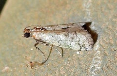 Cacotherapia flexilinealis