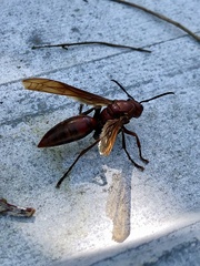 Polistes gigas