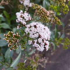 Stevia
