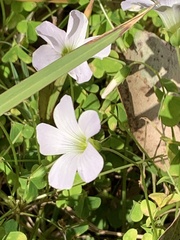 Oxalis incarnata