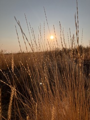 Festuca idahoensis