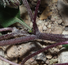 Lycianthes peduncularis