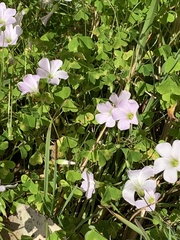 Oxalis incarnata
