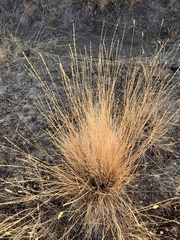 Festuca idahoensis