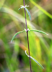 Eupatorium leucolepis