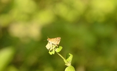 Taractrocera maevius
