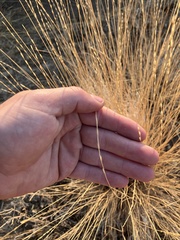 Festuca idahoensis