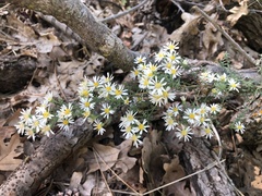 Symphyotrichum falcatum