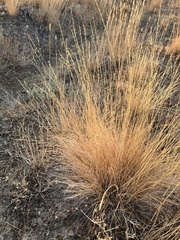 Festuca idahoensis