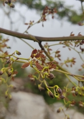 Cyrtochilum
