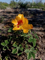 Cochlospermum wrightii