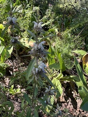 Monarda pectinata