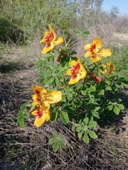 Cochlospermum wrightii