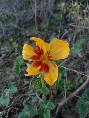 Cochlospermum wrightii