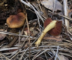 Cortinarius semisanguineus