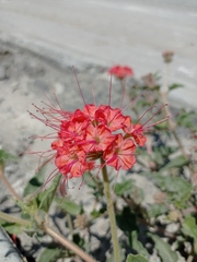 Nyctaginia capitata