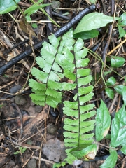 Adiantum caudatum