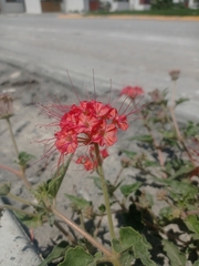 Nyctaginia capitata