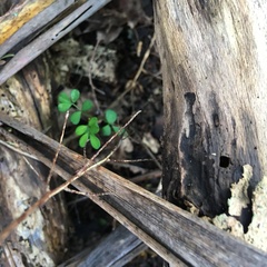 Sophora chathamica