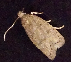 Autosticha kyotensis