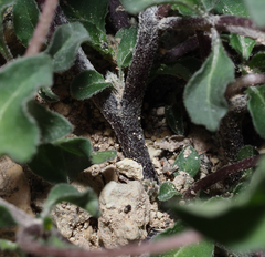 Lycianthes peduncularis