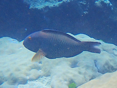 Cetoscarus ocellatus