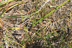 Burchardia umbellata