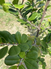 Diospyros ferrea