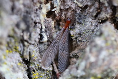 Zootermopsis