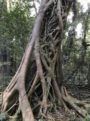 Ficus watkinsiana