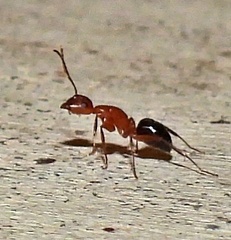 Myrmentoma