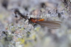 Zootermopsis