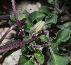 Lycianthes peduncularis