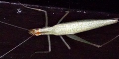 Oecanthus niveus