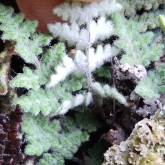 Myriopteris gracilis