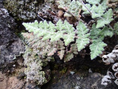 Myriopteris gracilis