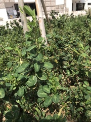 Alysicarpus ovalifolius